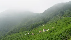 Gohobi Premium Oolong Tea Spring 瑞峰 Ruifeng-烏龍 春